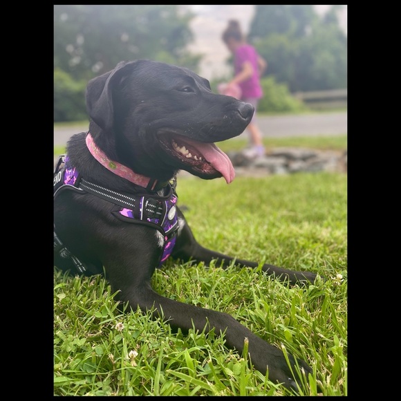 🐶 Closet Update 🐶 - Picture 1 of 7